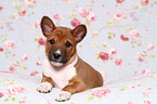 Basenji Welpe