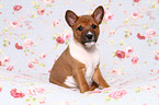 Basenji Welpe