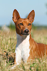 liegender Basenji