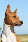 Basenji Portrait