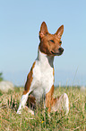 sitzender Basenji