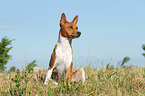 sitzender Basenji