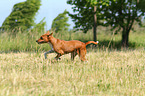 rennender Basenji