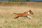 rennender Basenji