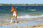 stehender Basenji