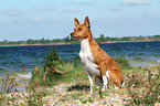 sitzender Basenji