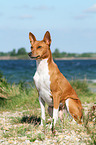 sitzender Basenji