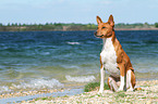 sitzender Basenji