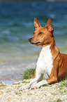 liegender Basenji