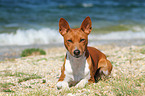 liegender Basenji