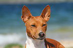 Basenji Portrait