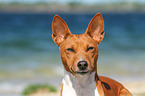 Basenji Portrait