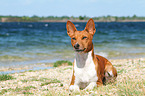 liegender Basenji