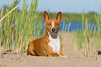 liegender Basenji