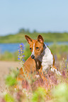 sitzender Basenji