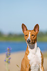 Basenji Portrait