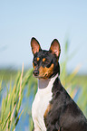 Basenji Portrait