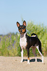 Basenji