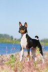 Basenji