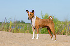 Basenji