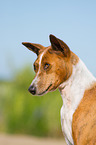 Basenji Portrait