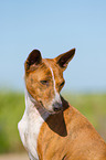 Basenji Portrait