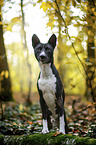 Basenji im herbstlichen Wald