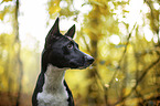 Basenji im herbstlichen Wald