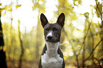 junger Basenji im  herbstlichen Wald