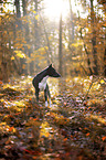 Basenji im herbstlichen Wald