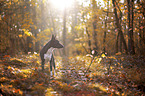 Basenji im herbstlichen Wald