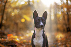 Basenji im herbstlichen Wald