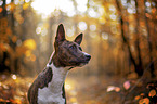 junger Basenji im  herbstlichen Wald