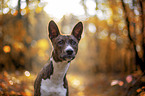 junger Basenji im  herbstlichen Wald