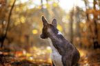 junger Basenji im  herbstlichen Wald