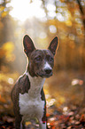 junger Basenji im  herbstlichen Wald