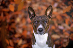 junger Basenji im  herbstlichen Wald