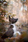 junger Basenji im  herbstlichen Wald