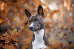 junger Basenji im  herbstlichen Wald