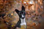 Basenji im herbstlichen Wald