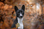 Basenji im herbstlichen Wald