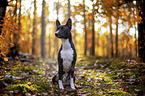 Basenji im herbstlichen Wald