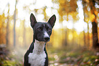 Basenji im herbstlichen Wald