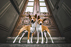 Basenjis