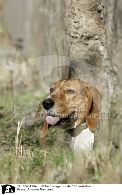 Basset Artesien Normand / Basset Artesien Normand / BS-04284