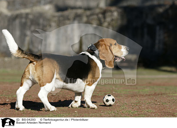 Basset Artesien Normand / BS-04293