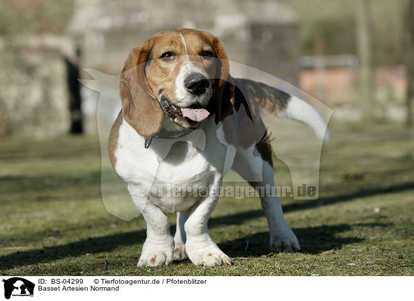 Basset Artesien Normand / Basset Artesien Normand / BS-04299