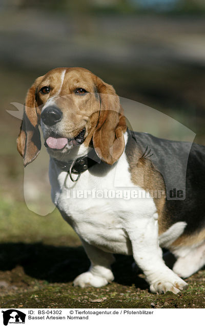 Basset Artesien Normand / Basset Artesien Normand / BS-04302