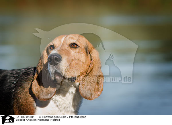 Basset Artesien Normand Portrait / BS-04881