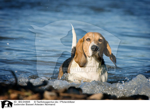 badender Basset Artesien Normand / bathing Basset Artesien Normand / BS-04885